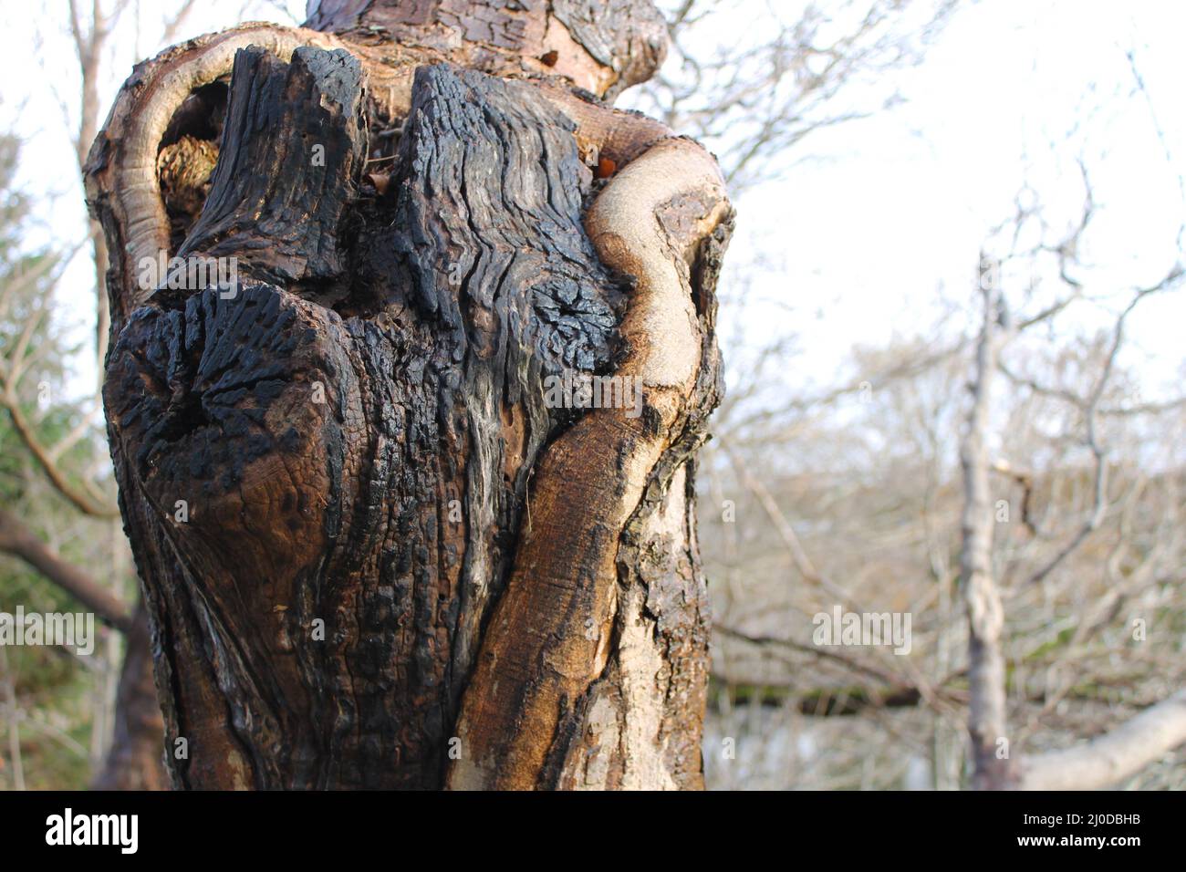 A large knothole in a tree trunk where a new tree has grown around the broken trunk of an older tree. Stock Photo