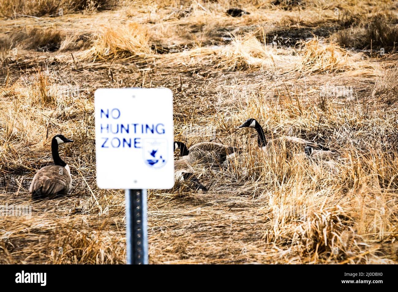 Canada Geese, make a stop over for some food before heading north. But they are very smart to hide in a safe area,and get behind a no hunt sign. Stock Photo