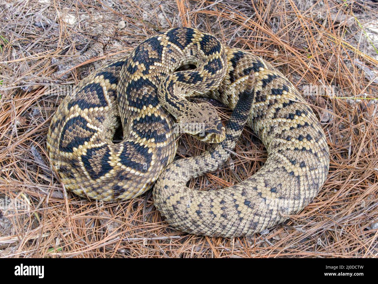 Large wild Eastern Diamondback rattlesnake - crotalus adamanteus laying in pine needles in north Florida.  View from above showing great detail of sca Stock Photo