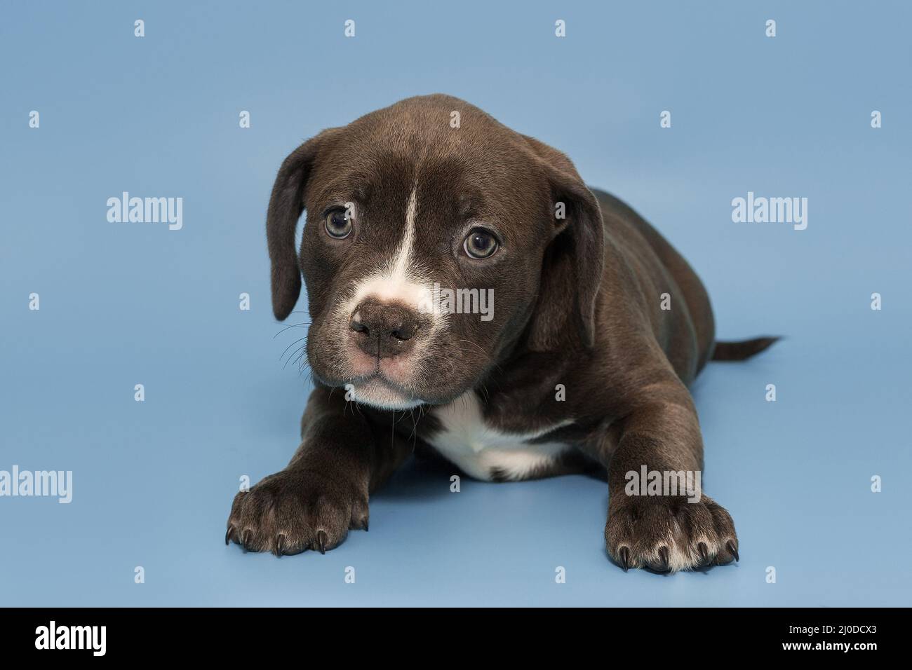 Chocolate pit cheap puppy