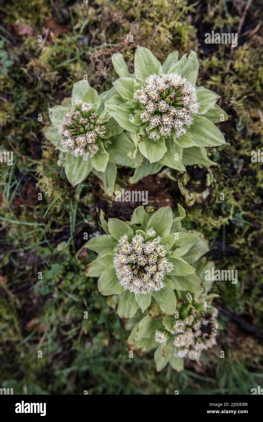 Petasites albus (white butterbur)  or maybe Petasites japonicus (Giant Butterbur) growing near  the Bell Tower in Inverary (March 2022) Stock Photo