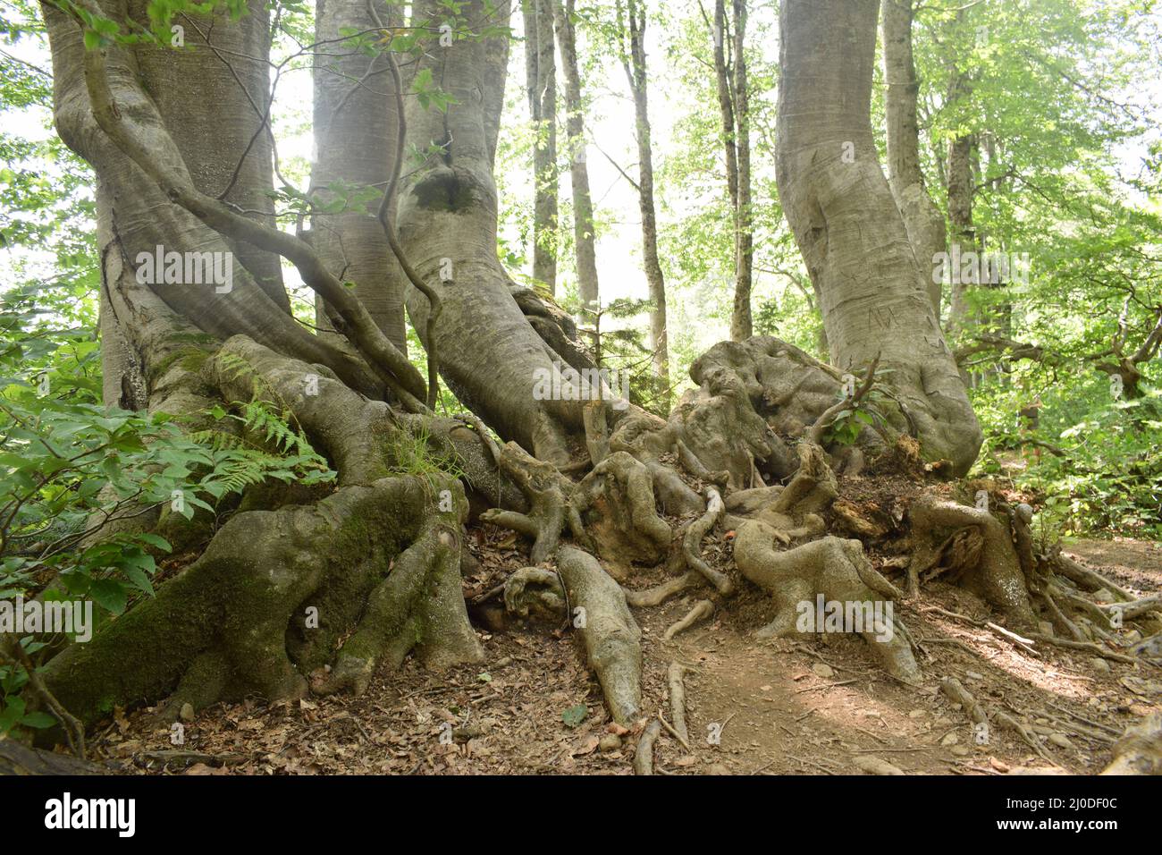 Old tree roots in the green forest with sunbeams penetrating through ...