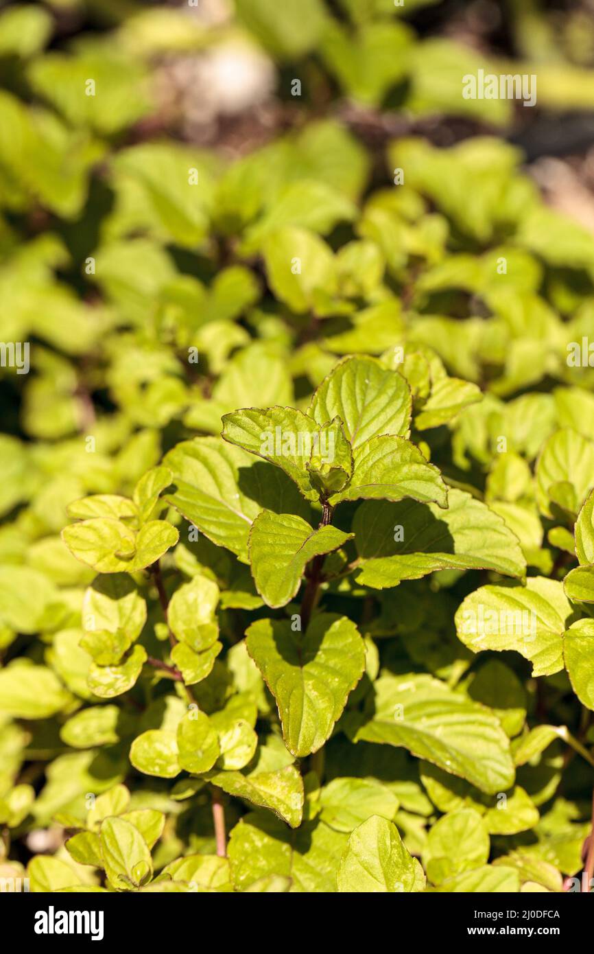 Chocolate mint herb Mentha x piperita â€˜Chocolateâ€™ grows in an organic herb garden Stock Photo