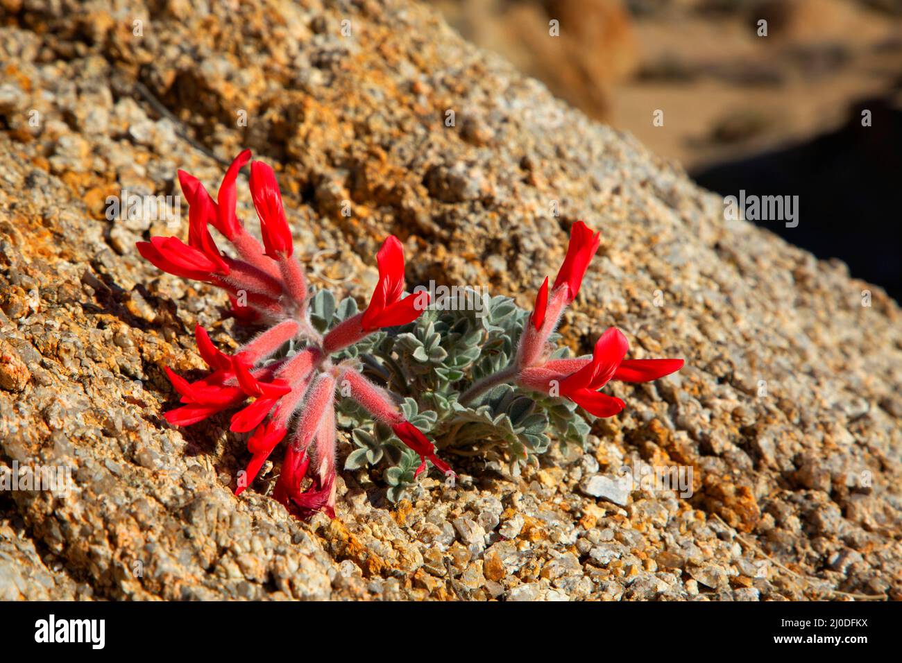 Scarlet milkvetch (Astragalus coccineus), Alabama Hills Recreation Area, Bishop District Bureau of Land Management, California Stock Photo