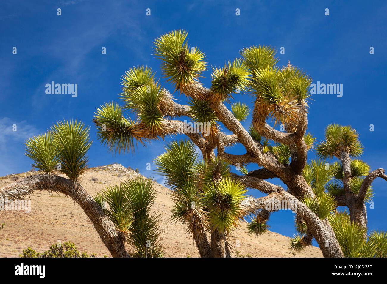 Joshua tree (Yucca brevifolia) near Walker Pass, Pacific Crest National
