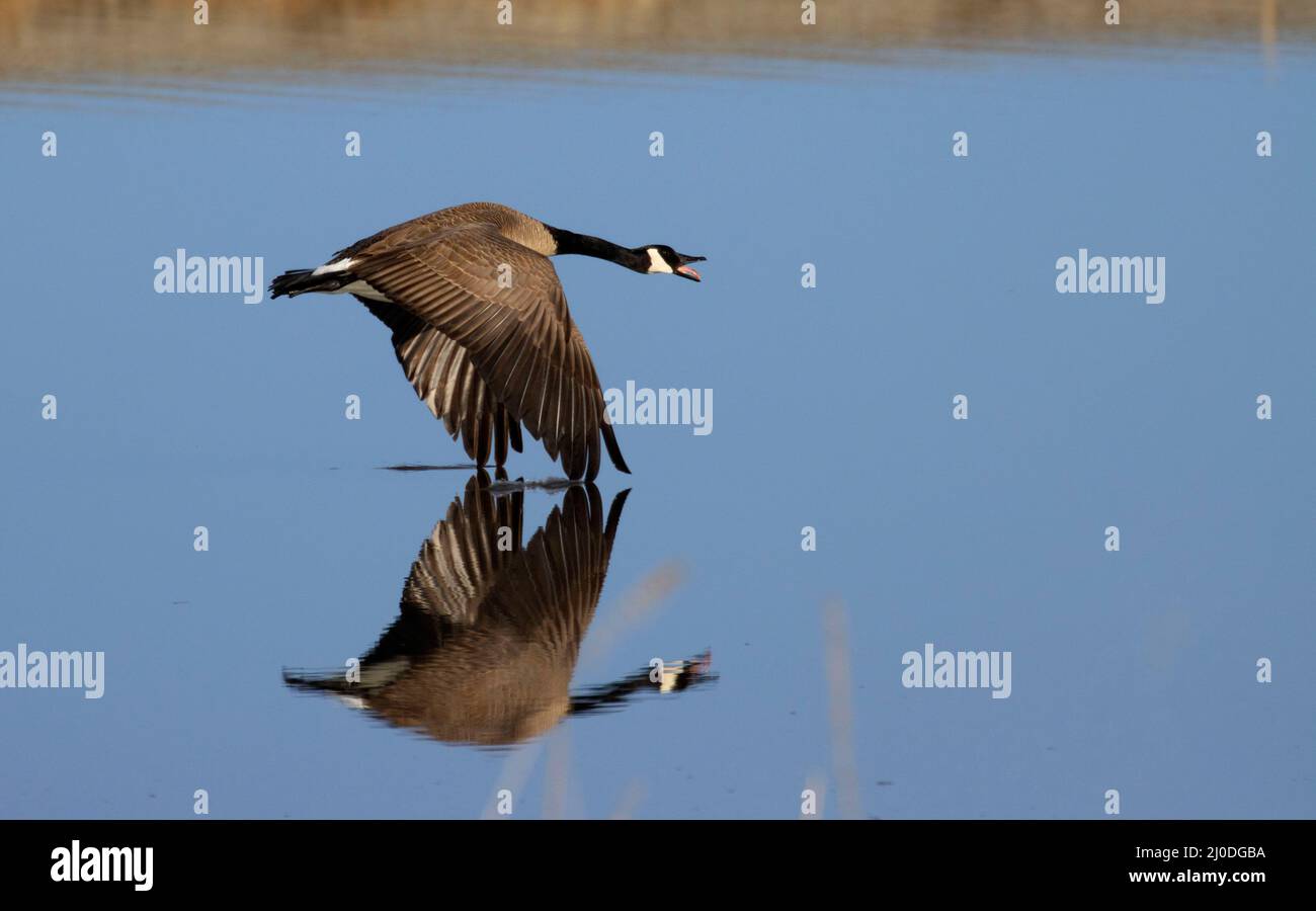 Kaye johnson nature trail hires stock photography and images Alamy