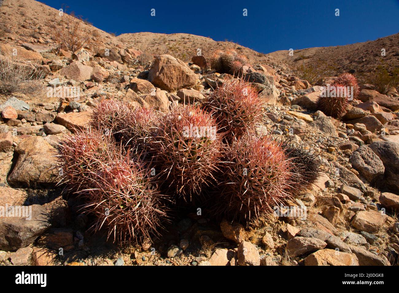 Cottontop Cactus (Echinocactus polycephalus), Afton Canyon Natural Area, California Stock Photo