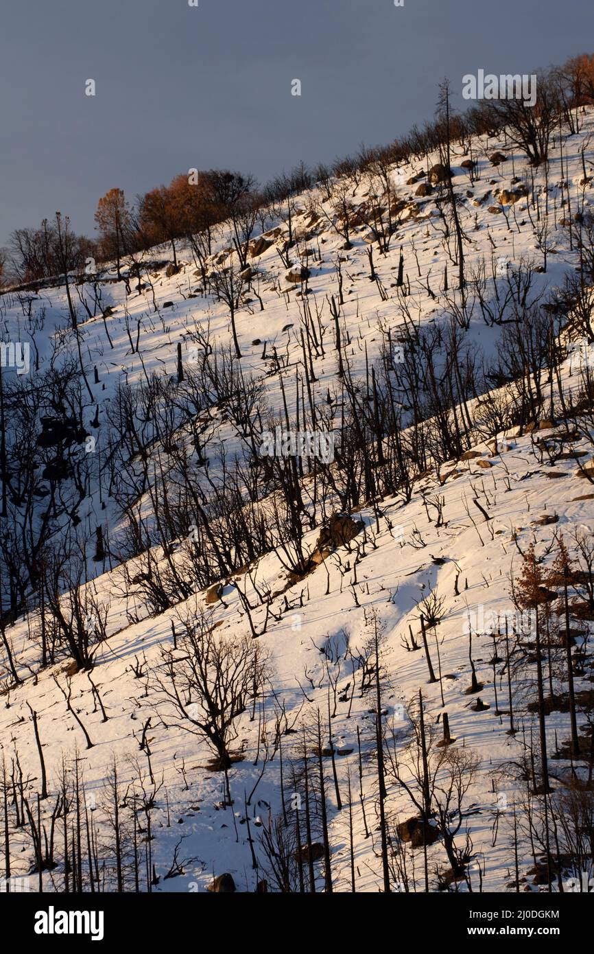 French Fire burn, Wofford Heights, California Stock Photo Alamy