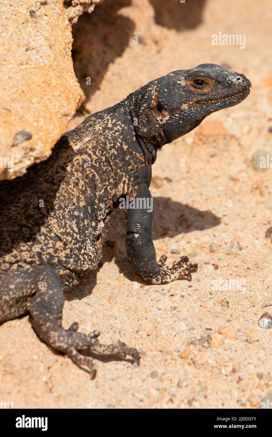 Common Chuckwalla (Sauromalus ater), Red Rock Canyon State Park, California Stock Photo