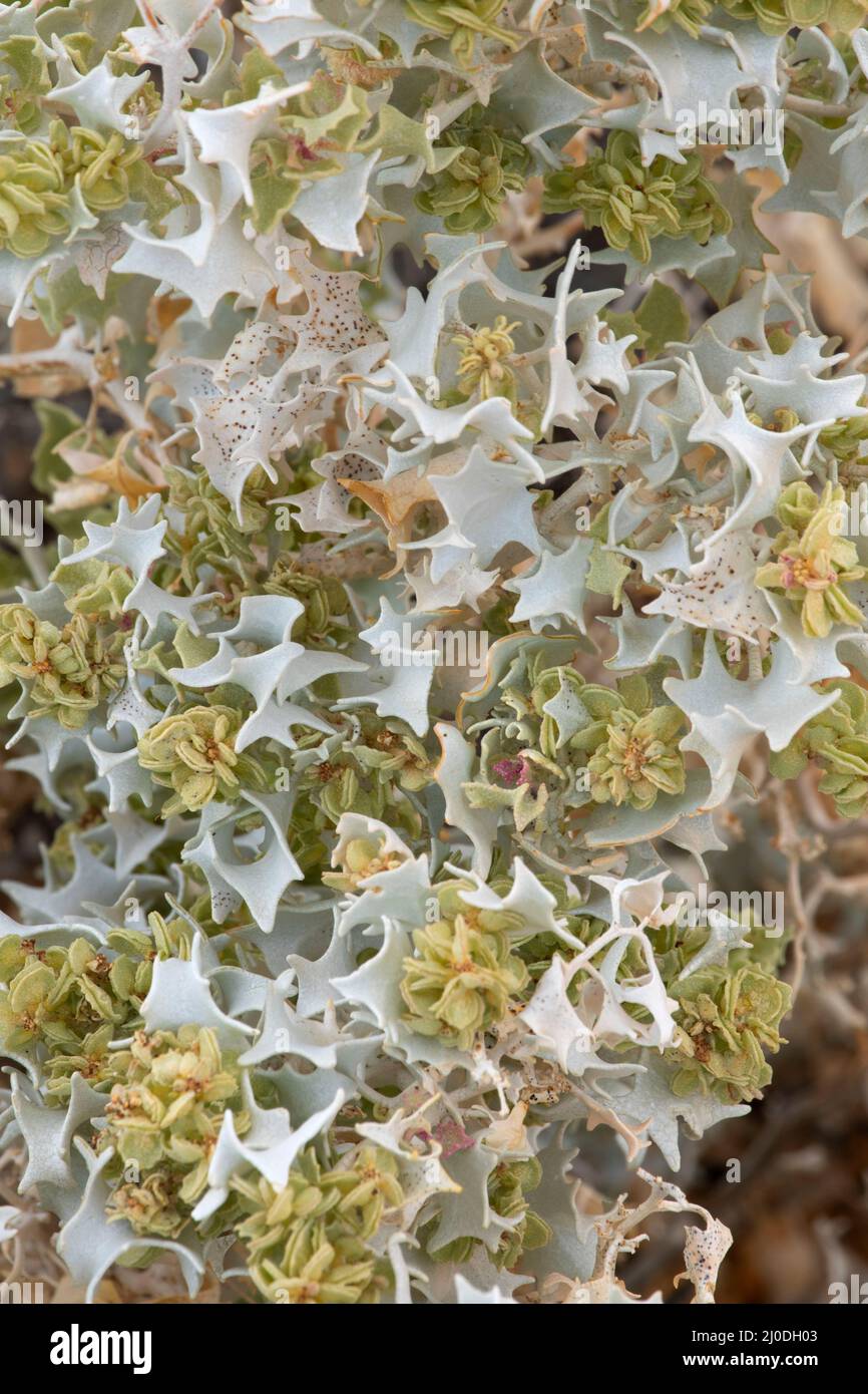 Desert Holly (Atriplex hymenelytra), Red Rock Canyon State Park, California Stock Photo