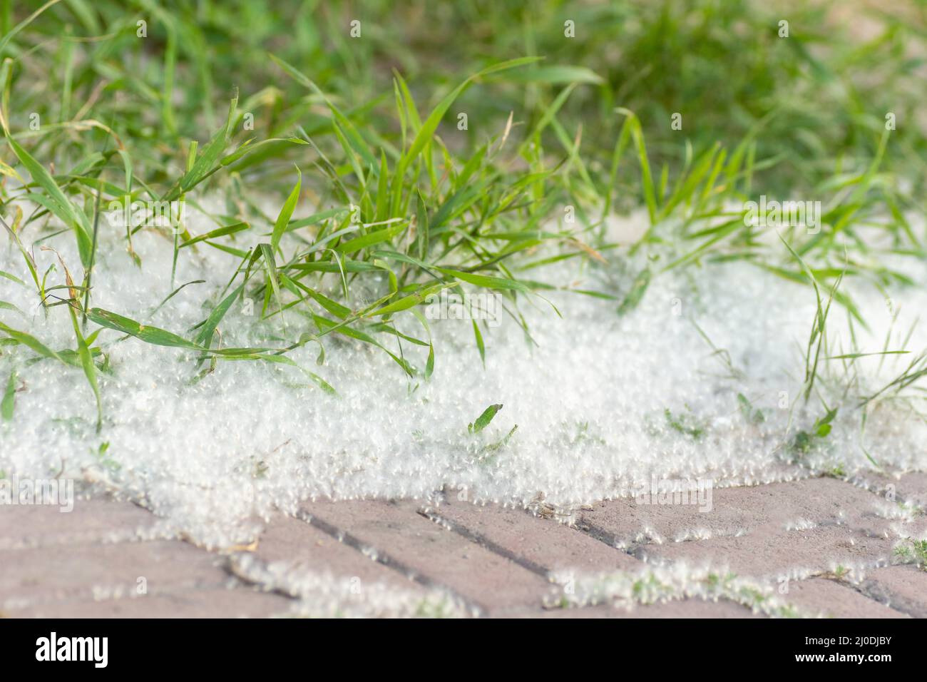 Poplar fluff on the road. Grass in poplar fluff, close-up. Fluffy fluff seeds. Reproduction of trees. Allergy to flowering trees and plants. Stock Photo