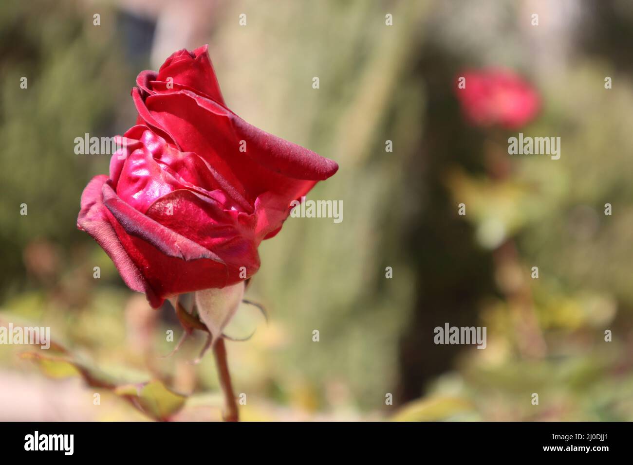 Closeup shot of a red rose on a blurry background Stock Photo - Alamy