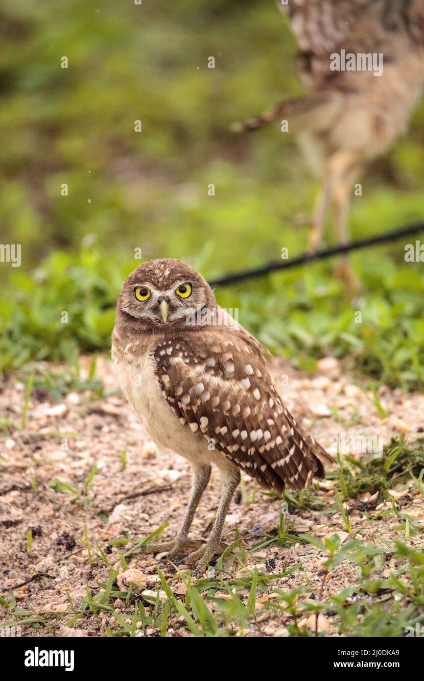 Family with Baby Burrowing owls Athene cunicularia perched outside a burrow Stock Photo