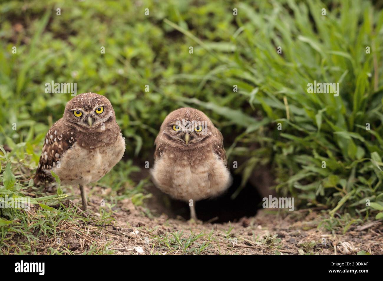 family-with-baby-burrowing-owls-athene-cunicularia-perched-outside-a