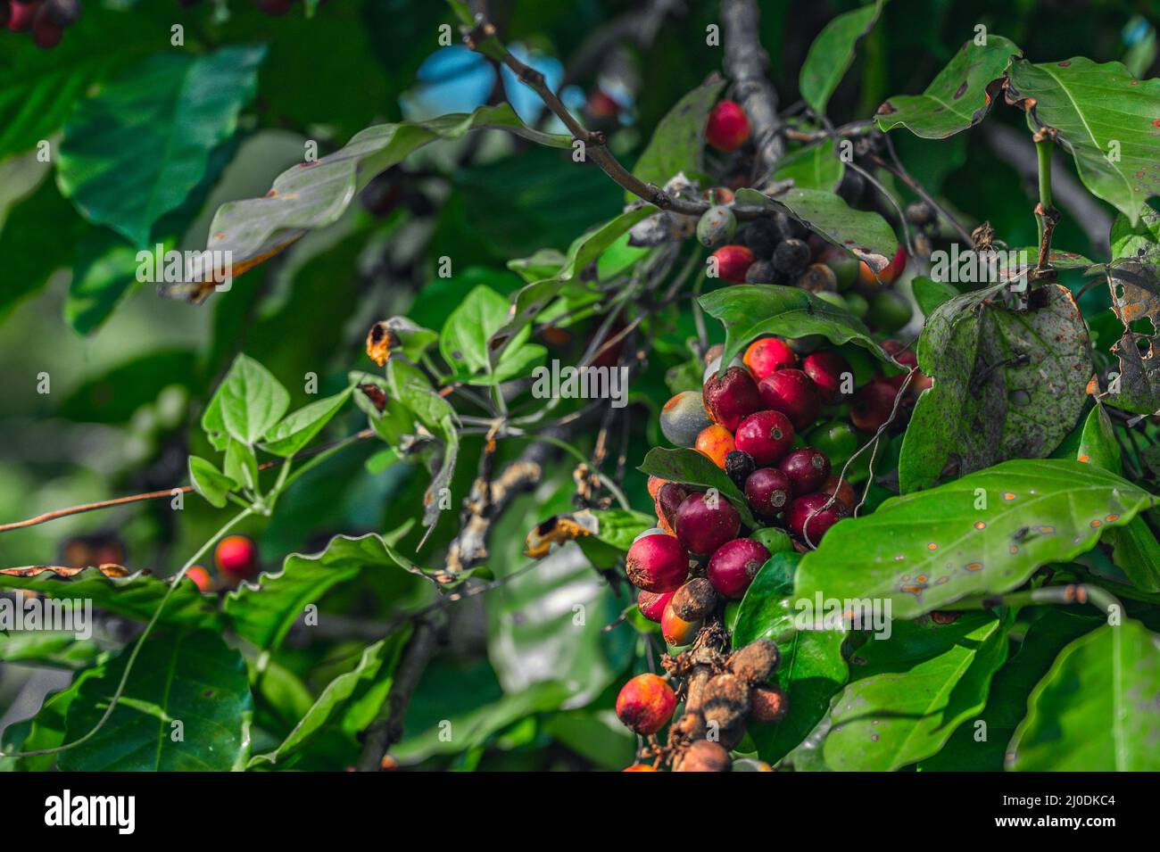 Photo of a coffee bush taken in the wild and on a plantation in the Dominican Republic. Unique photo of coffee beans close-up and on a bush in the wil Stock Photo