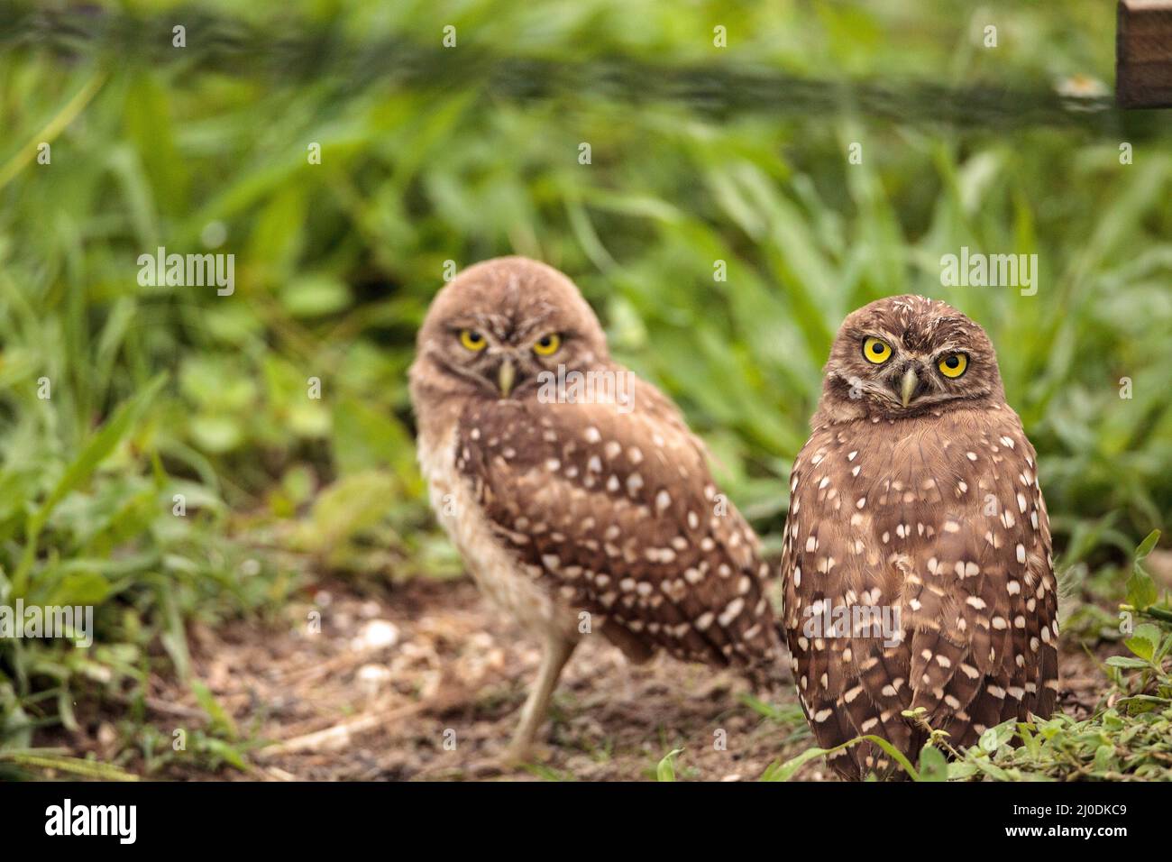 Family with Baby Burrowing owls Athene cunicularia perched outside a burrow Stock Photo