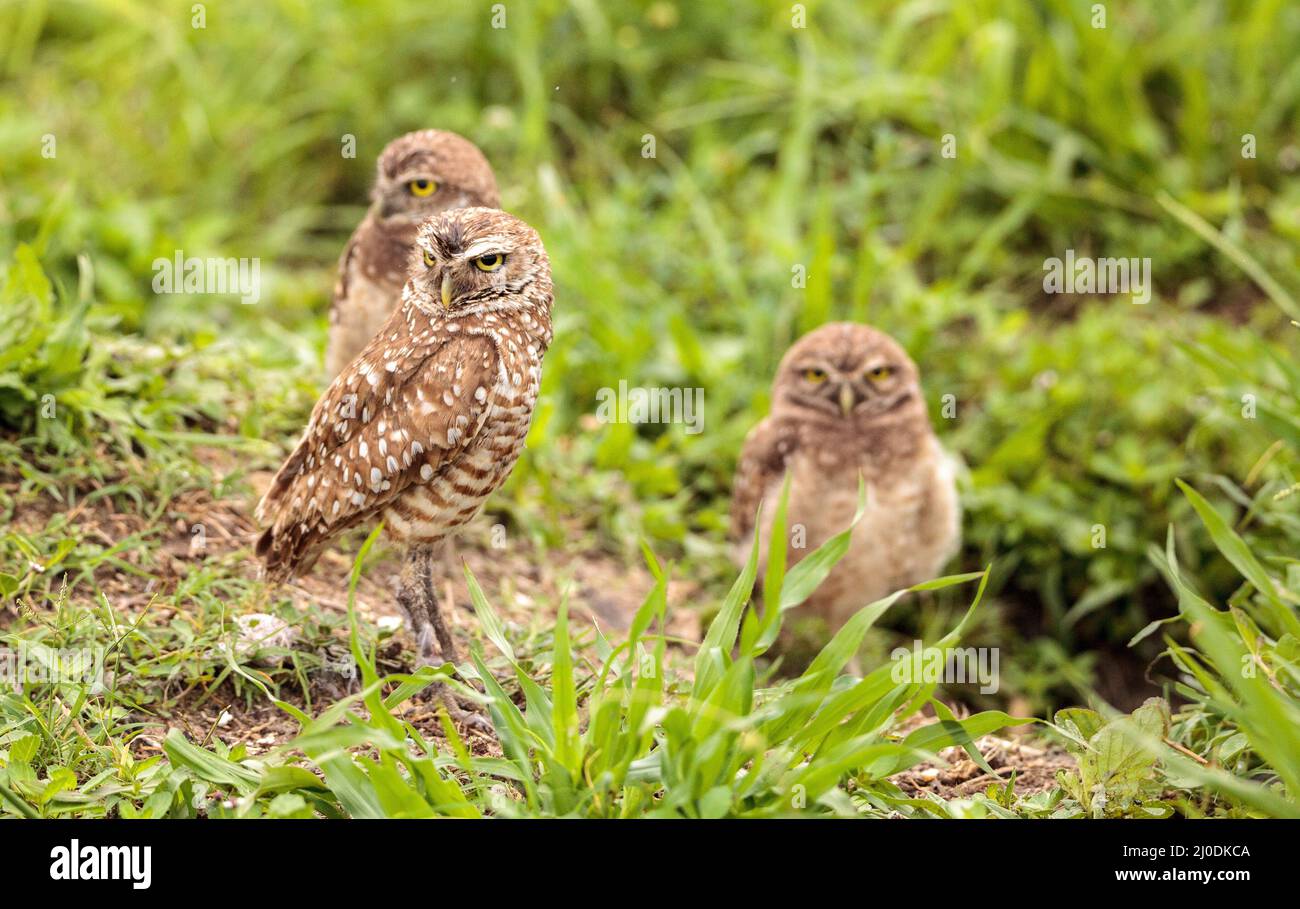 Family with Baby Burrowing owls Athene cunicularia perched outside a burrow Stock Photo