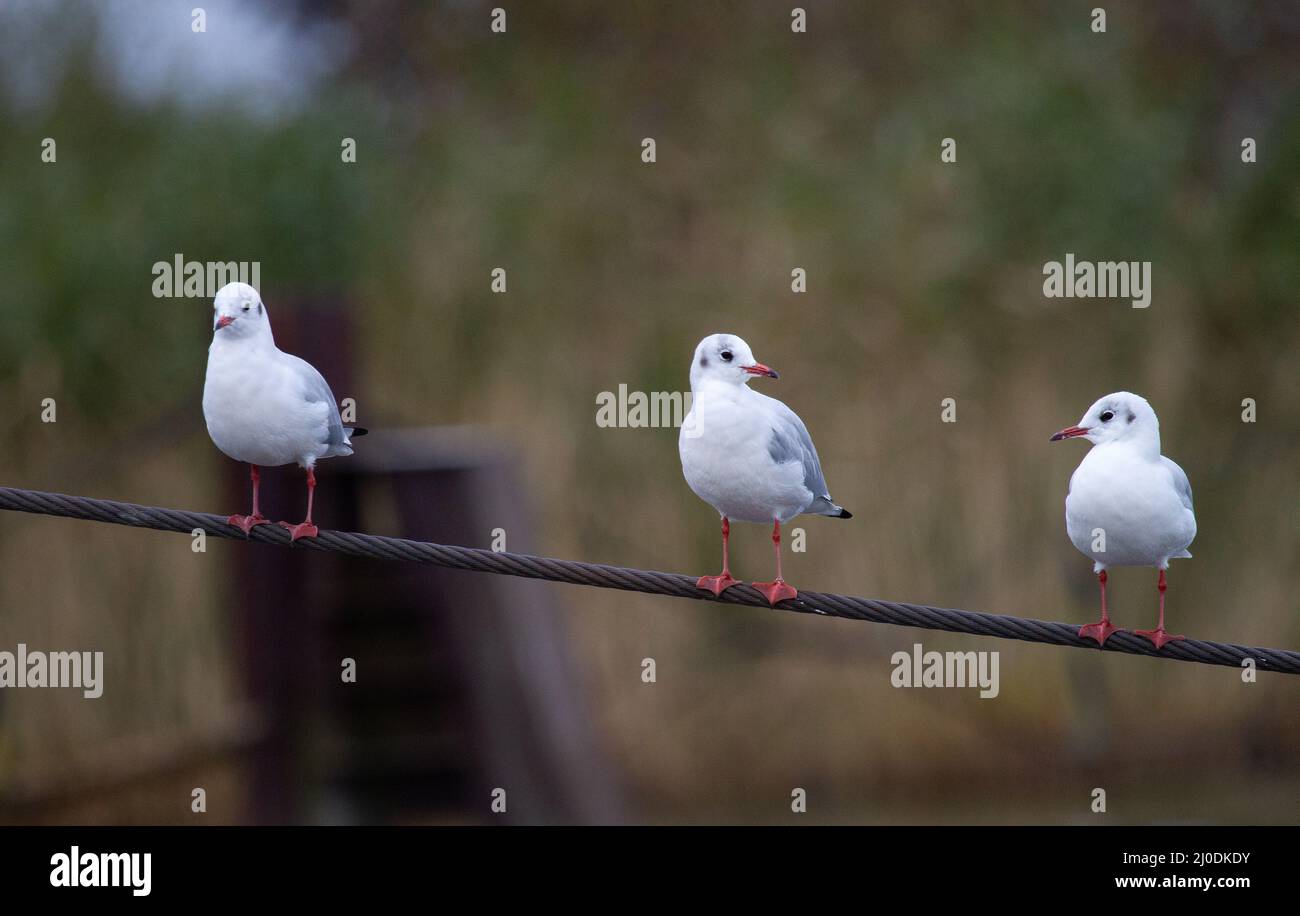 Three little birds on a wire rope Stock Photo - Alamy