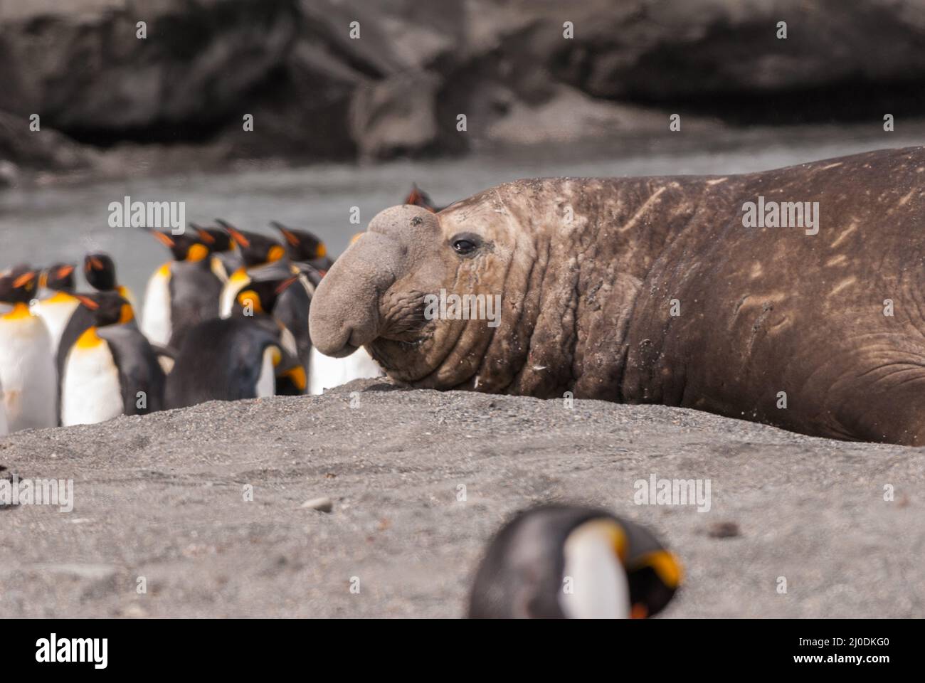 A male elephant seal and king penguins in St Andrews Bay, South