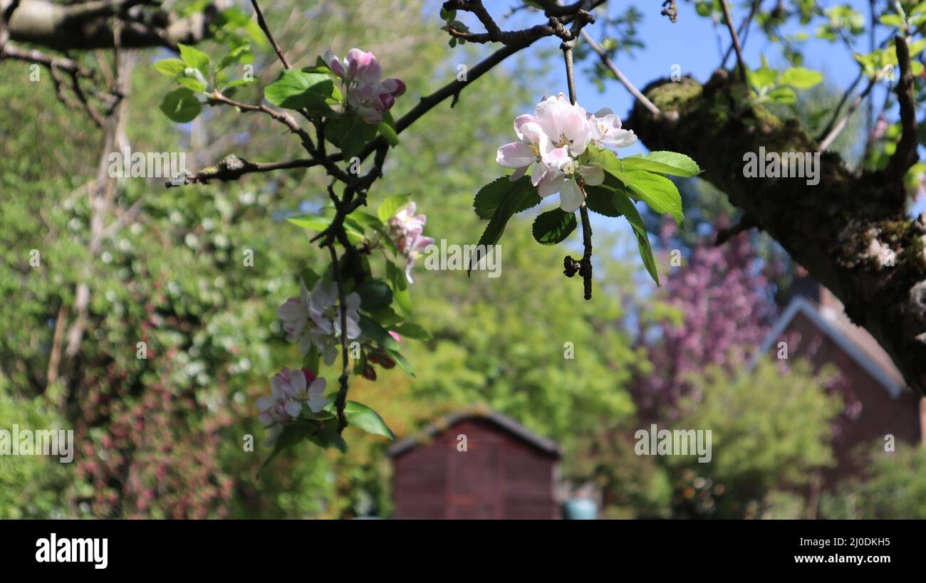 English orchard blossom hi-res stock photography and images - Alamy