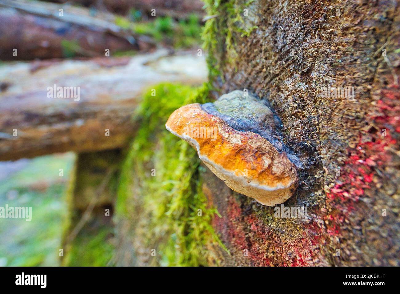 Closeup of a fungus on a tree in the Thuringian Forest Stock Photo - Alamy