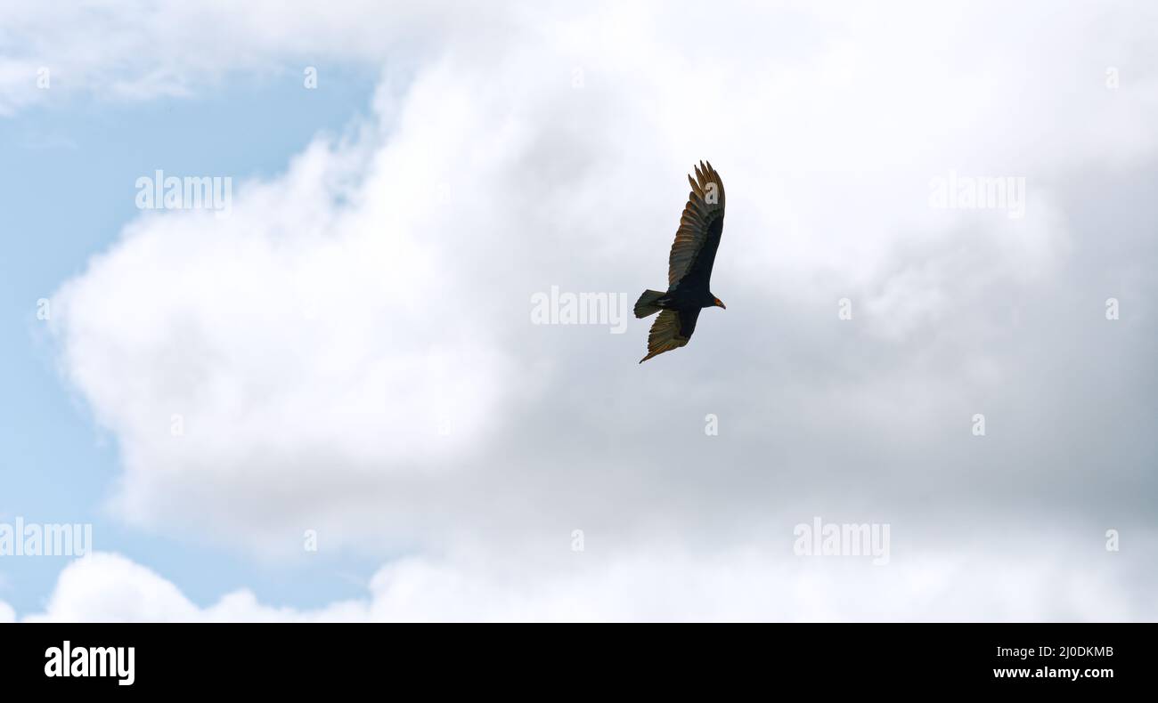 Close up of a flying vulture Stock Photo