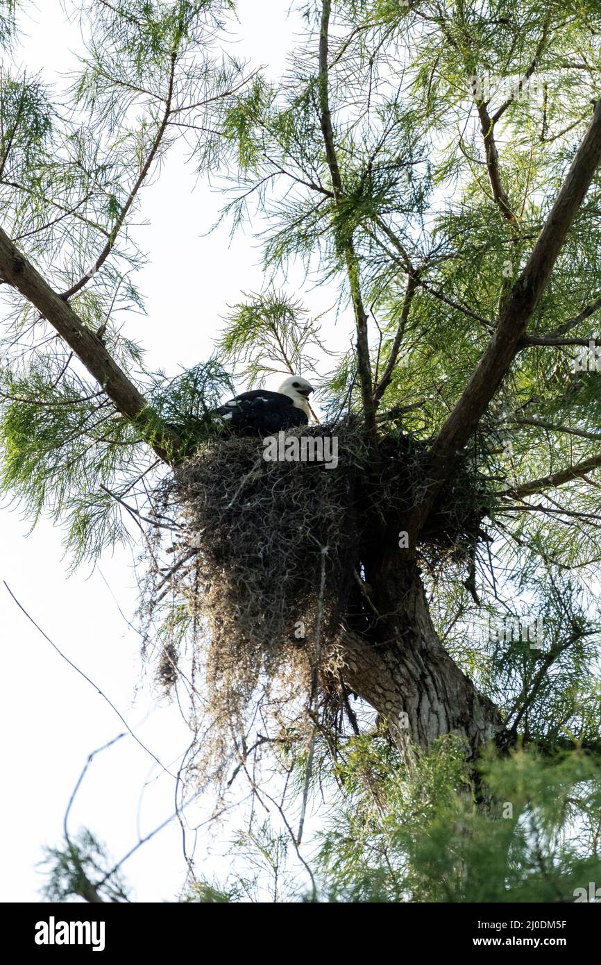 Fuzzy head of a swallowtailed kite Elanoides forficatus juvenile in a