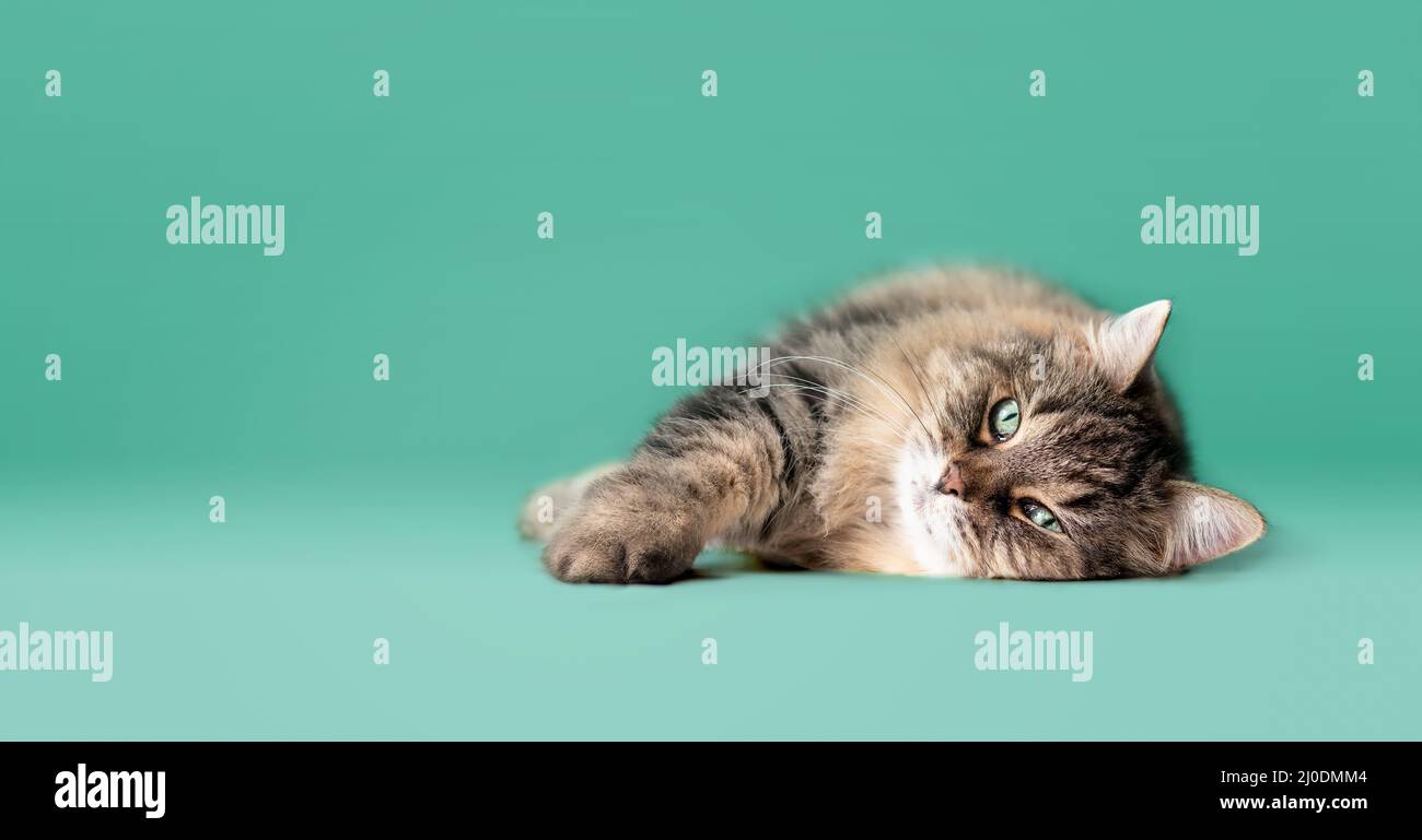 Senior cat lying sideways on colored background. Full body of long hair tabby cat with beautiful green eyes. Stretched out and relaxed 16 year old fem Stock Photo