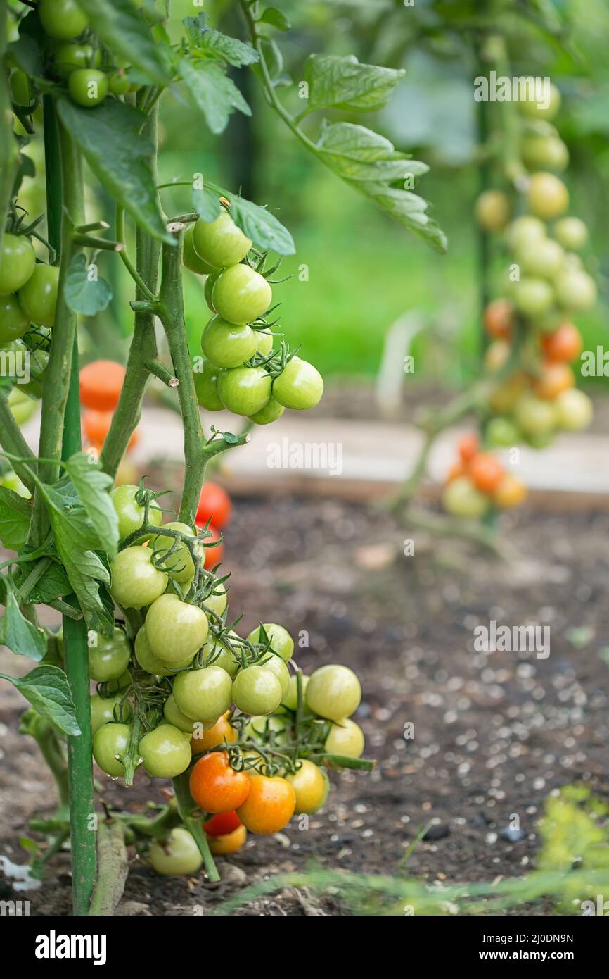 Gradually ripening tomatoes in the field Stock Photo - Alamy