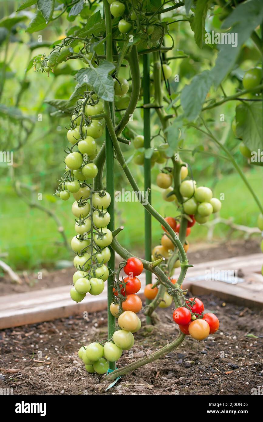 Gradually ripening tomatoes in the field Stock Photo