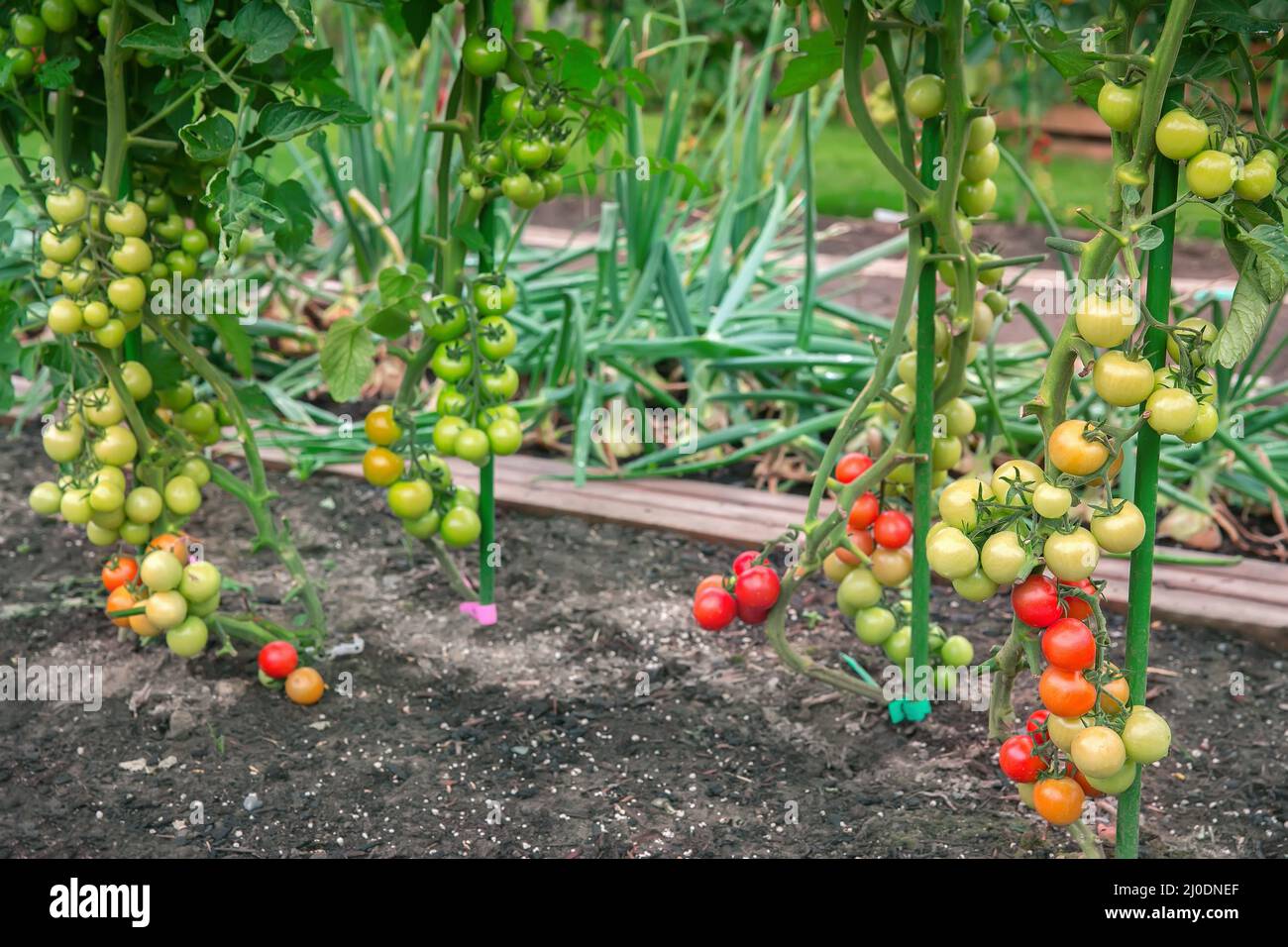 Gradually ripening tomatoes in the field Stock Photo - Alamy