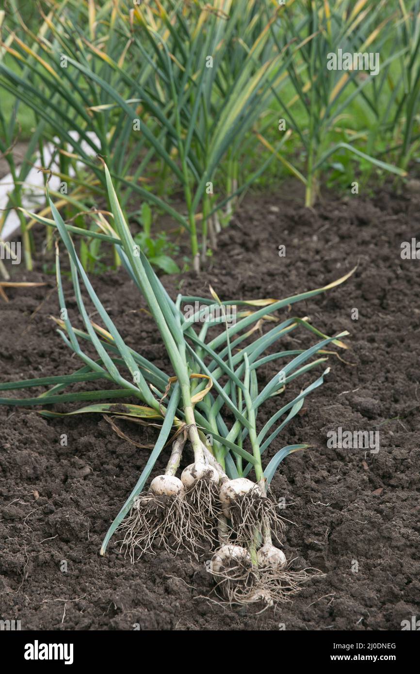 Garlic bulbs harvesting spring hires stock photography and images Alamy