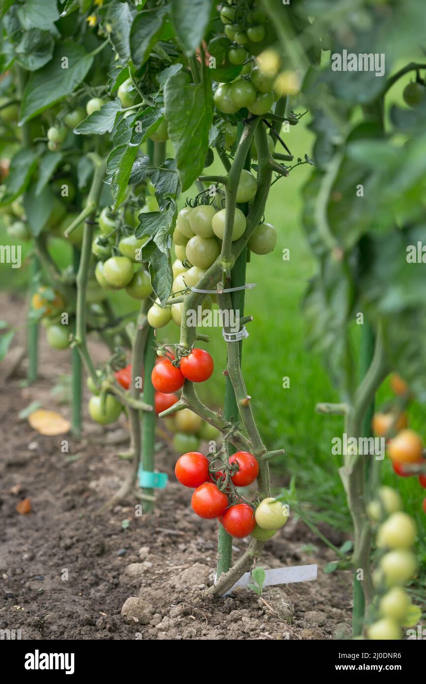 Tomato tomatoes field crop hi-res stock photography and images - Alamy