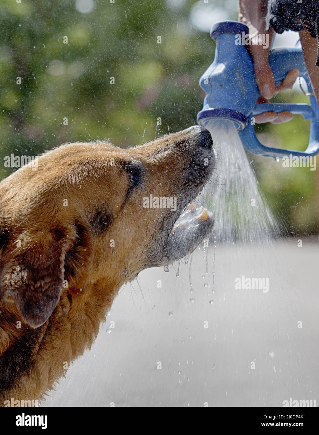 Dog is drinking Stock Photo