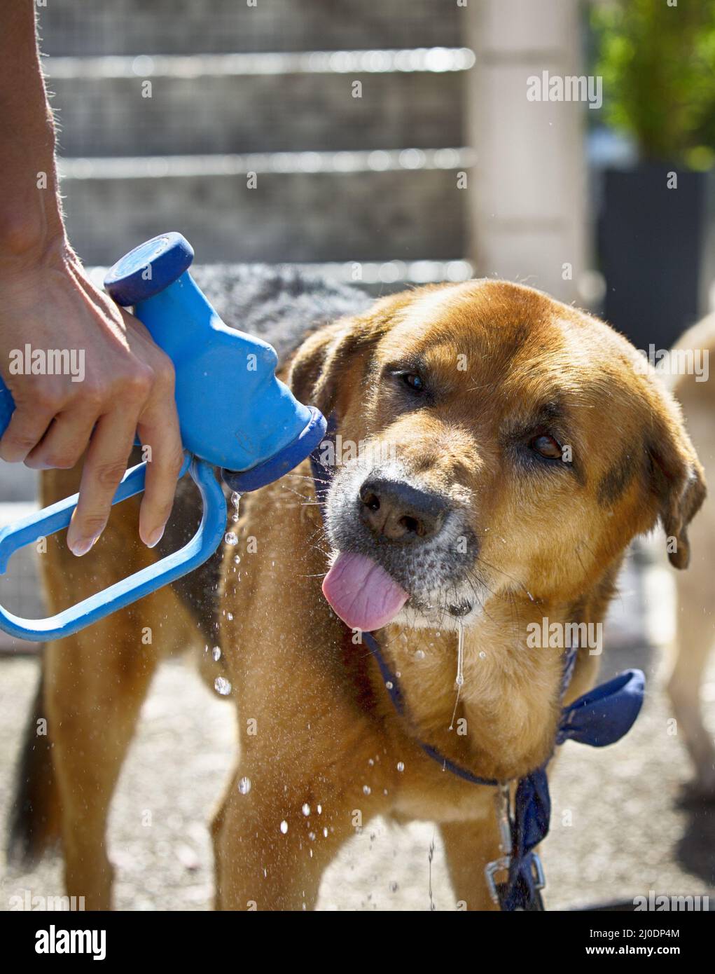 Dog is drinking Stock Photo