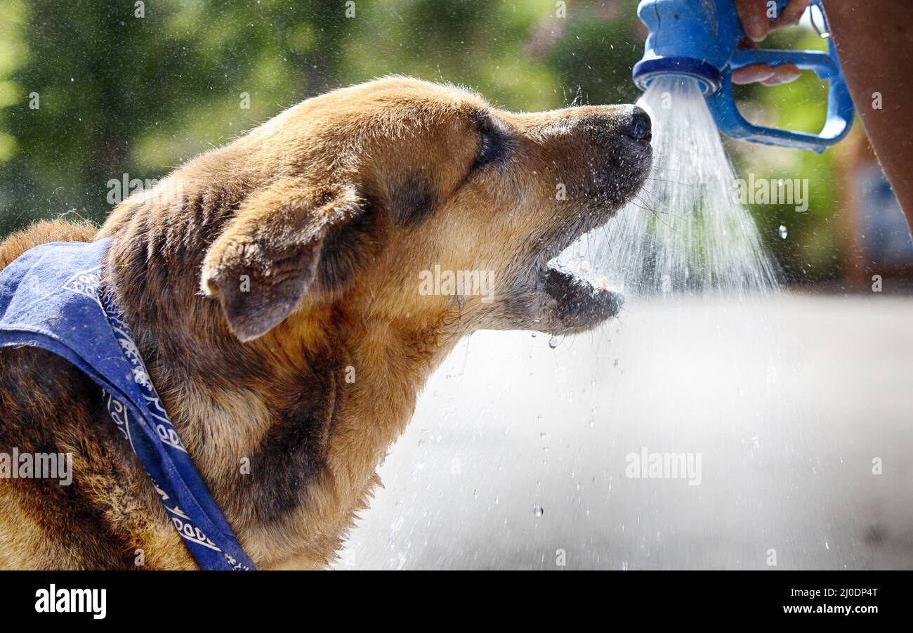 Dog is drinking Stock Photo