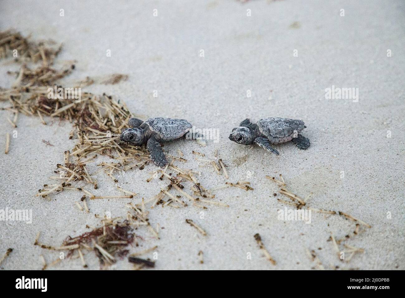 Hatchling baby loggerhead sea turtles Caretta caretta climb out of their nest Stock Photo