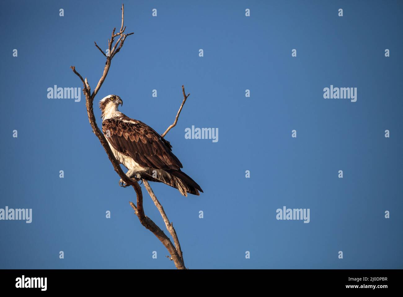 Osprey bird of prey Pandion haliaetus sits in a dead tree Stock Photo