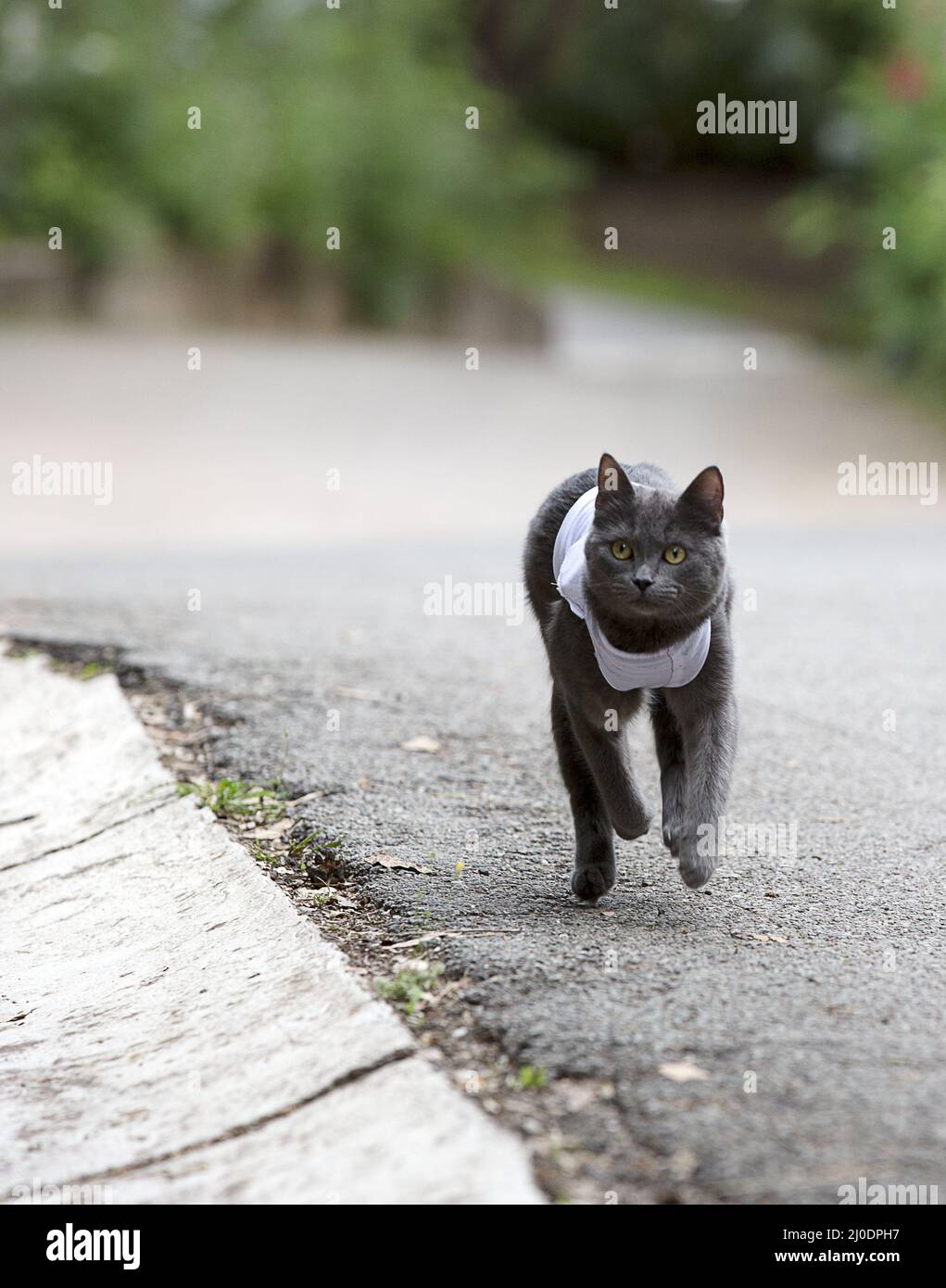 Geen eye hi-res stock photography and images - Alamy
