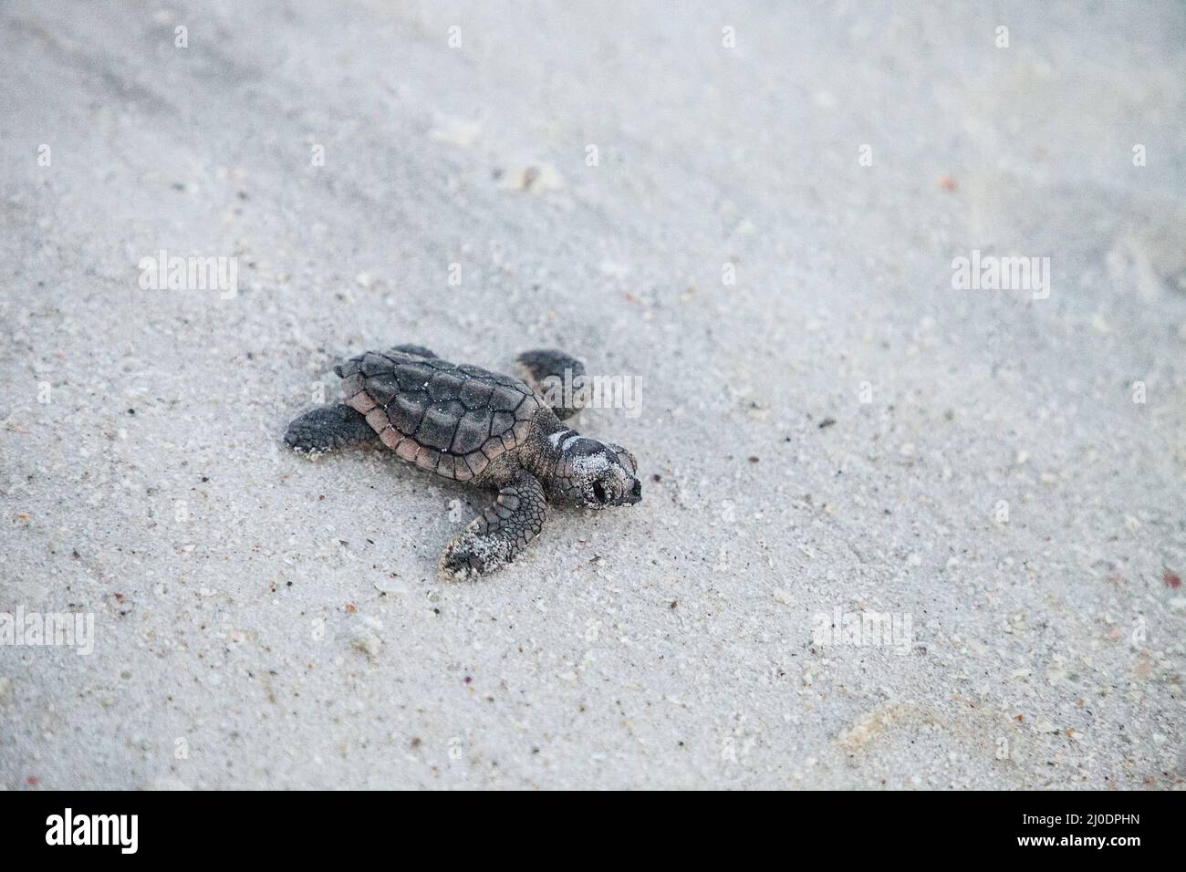 Hatchling baby loggerhead sea turtles Caretta caretta climb out of their nest Stock Photo