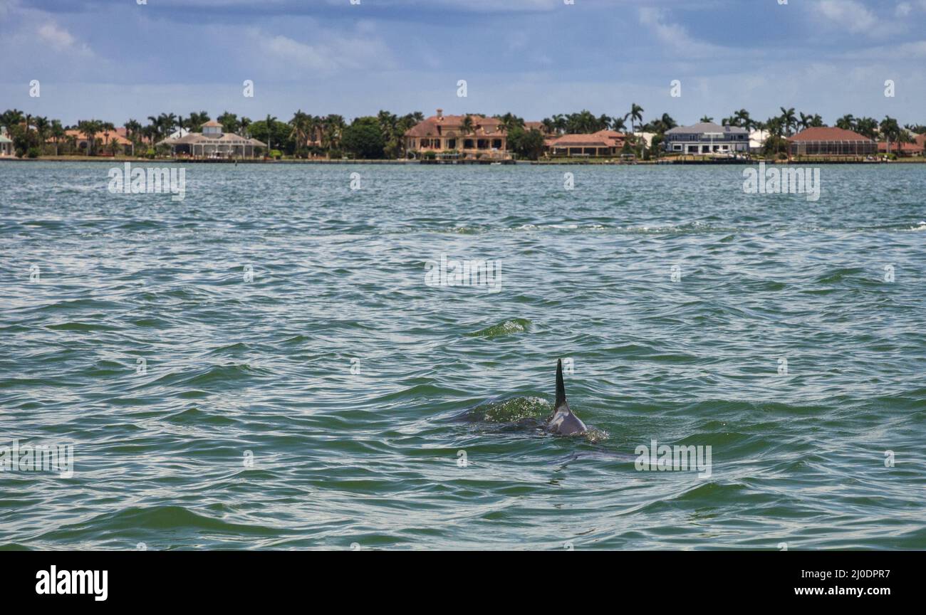 Bottlenose dolphin Tursiops truncatus swims along the shoreline of Cape Romano Stock Photo