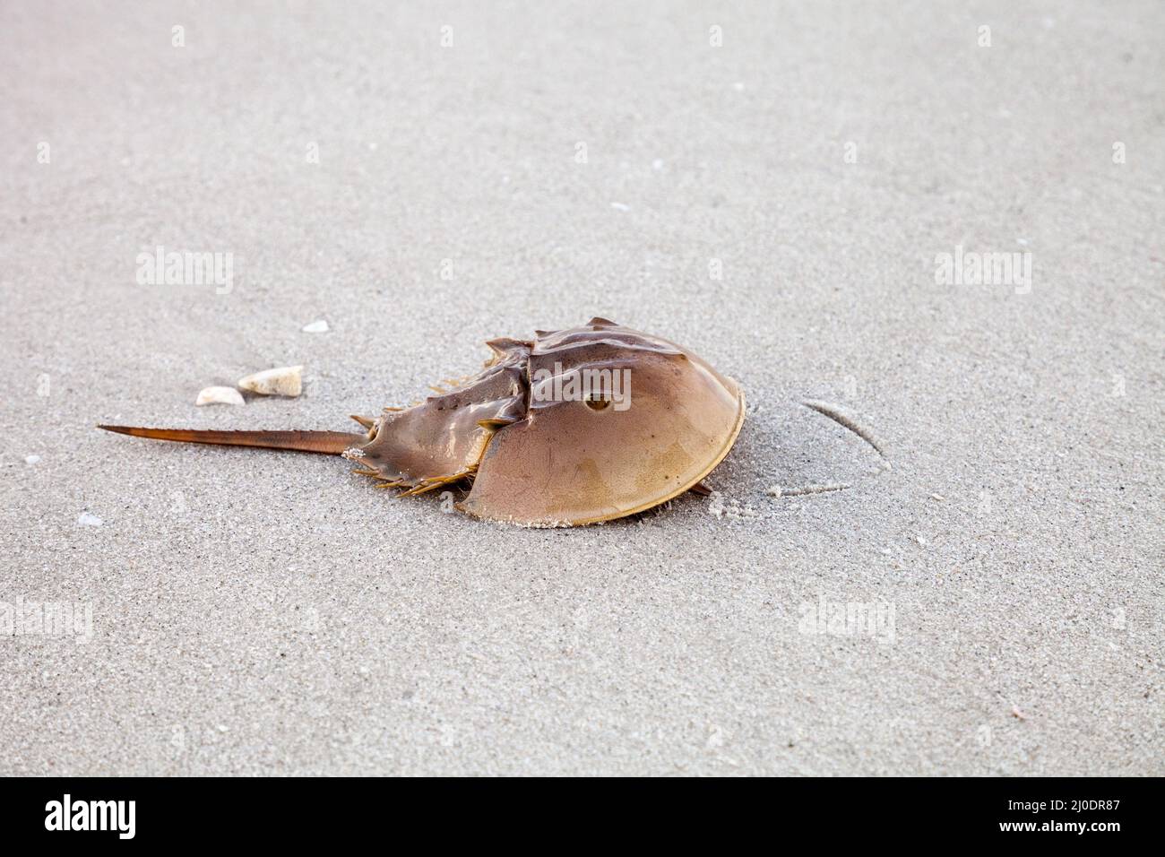 Atlantic Horseshoe crab Limulus polyphemus walks along the white sand Stock Photo