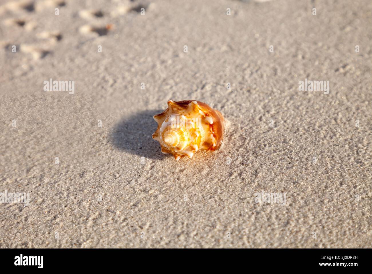Fighting conch seashell Strombus pugilis on a white sand beach Stock Photo