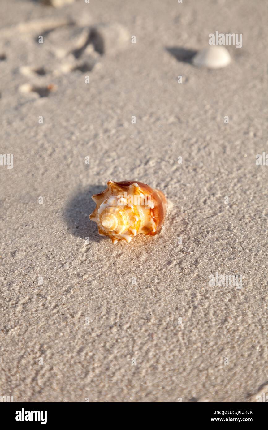 Fighting conch seashell Strombus pugilis on a white sand beach Stock Photo