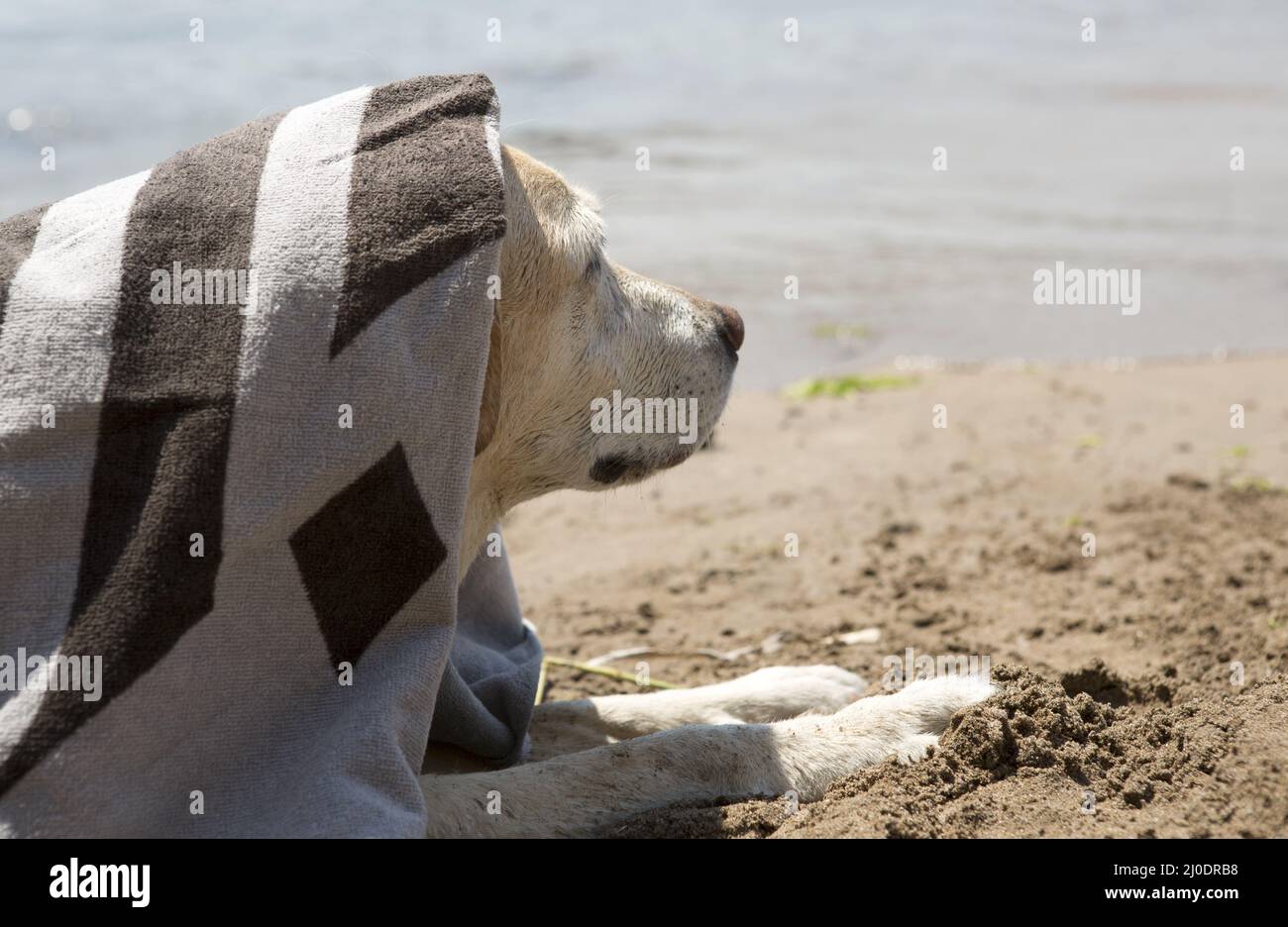 Labrador at the beach Stock Photo