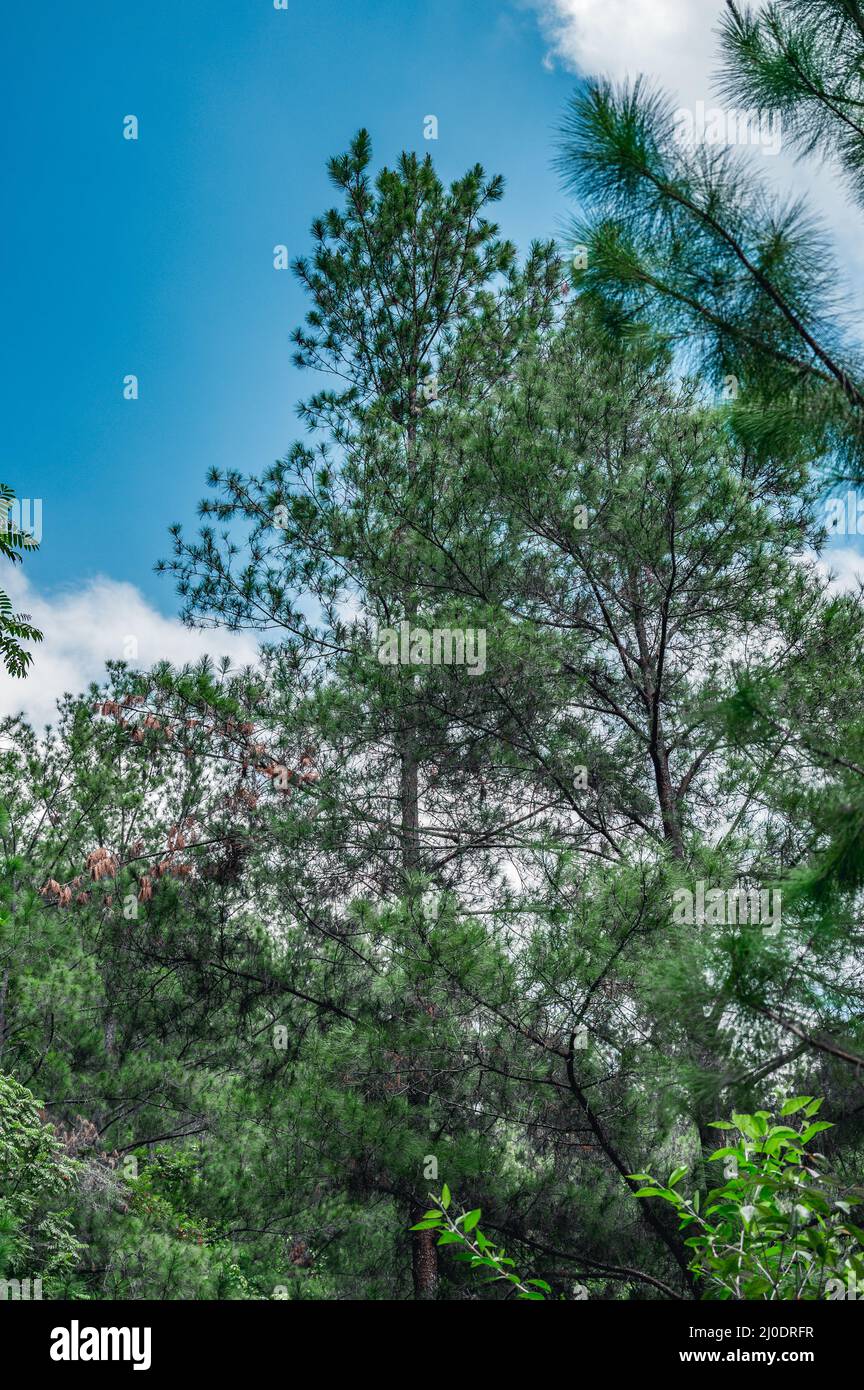 Photo shows a rainforest with various types of trees. The image shows