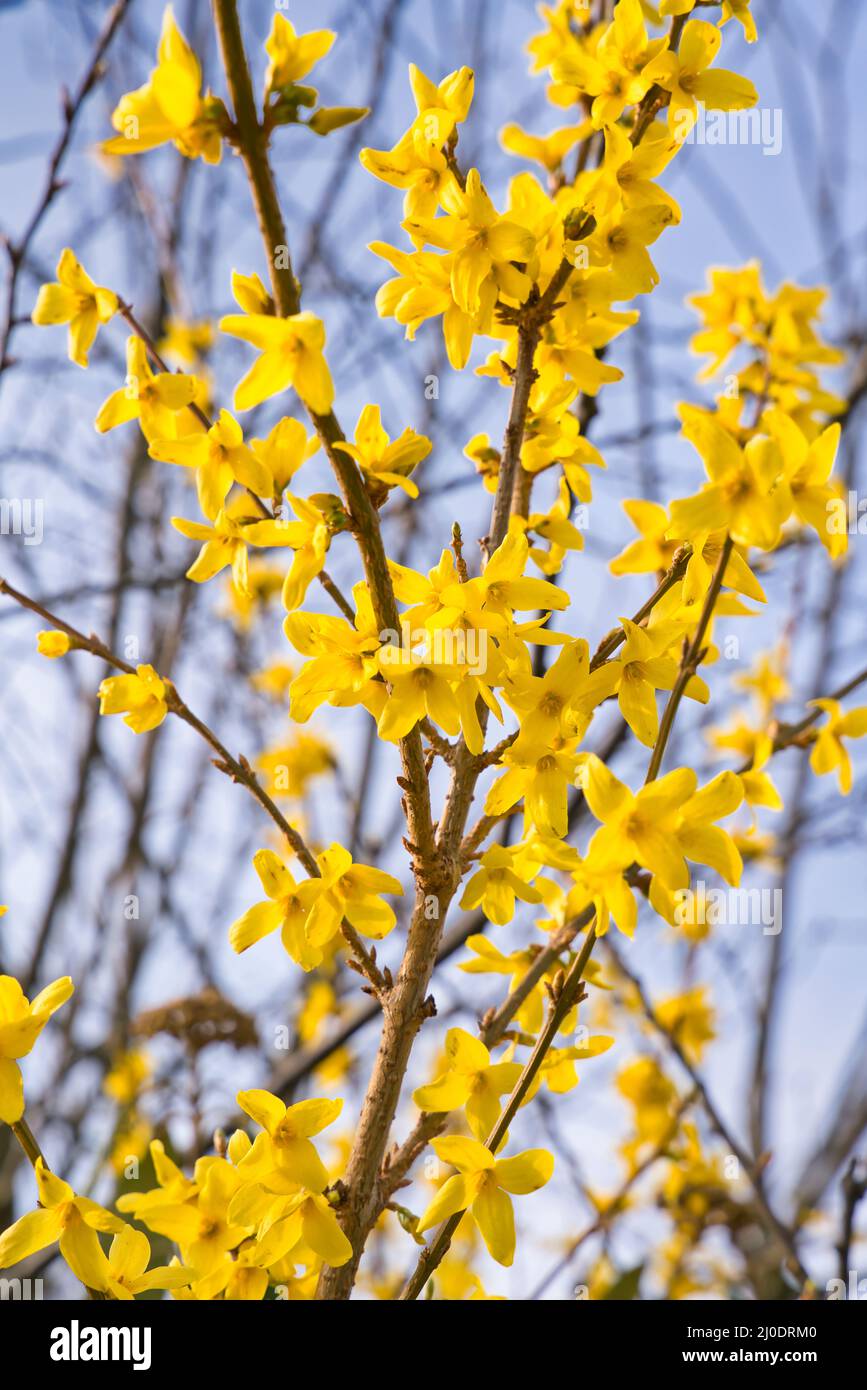 Forsythia flowers in front of with green grass and blue sky. Golden Bell, Border Forsythia, Forsythia x intermedia, europaea, blooming in spring garde Stock Photo