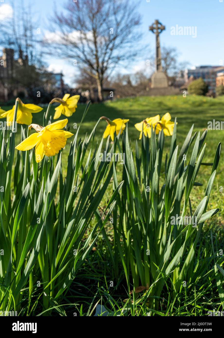 Daffodils in Forbury Gardens with Cross Stock Photo