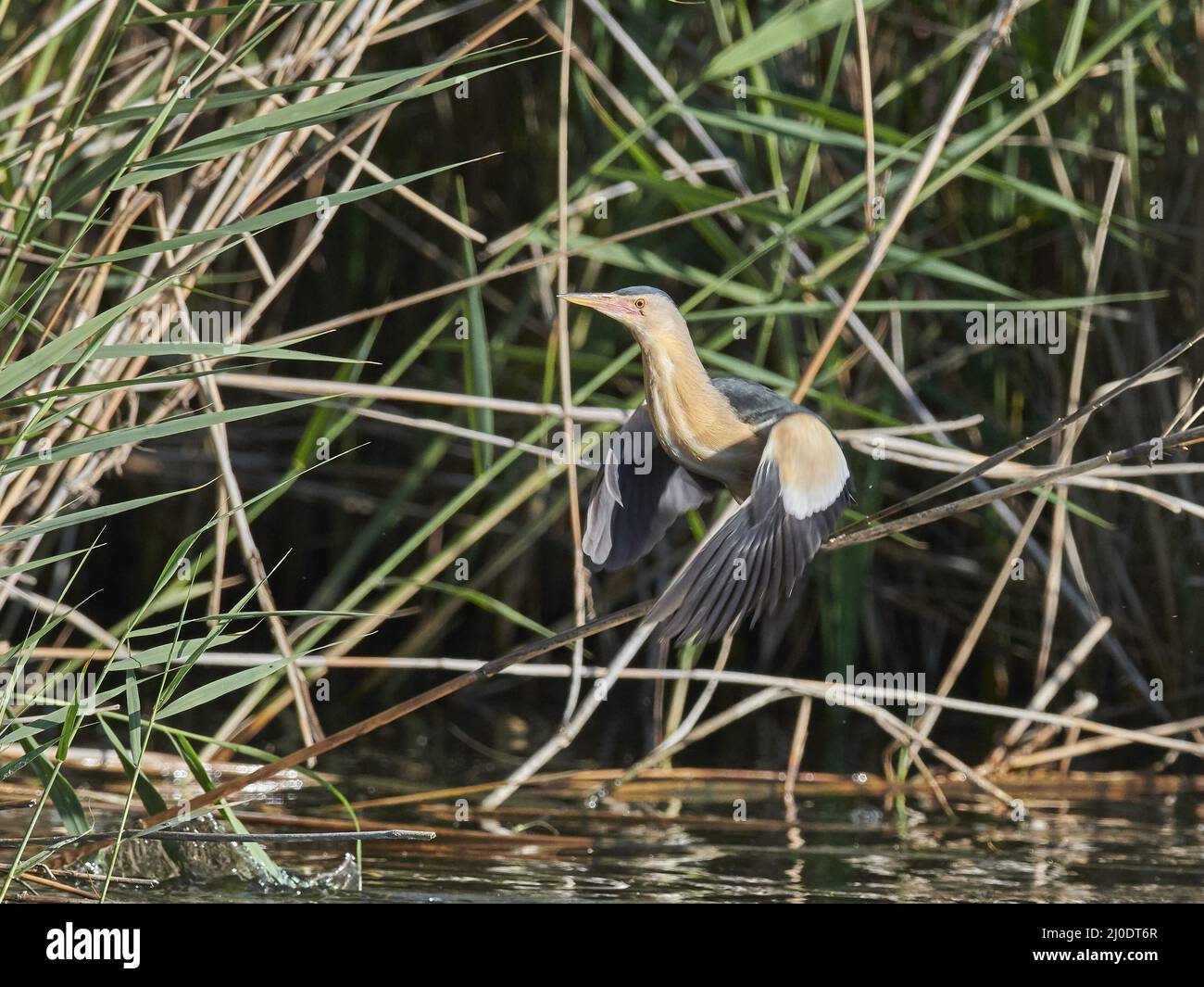 Little Bittern Stock Photo