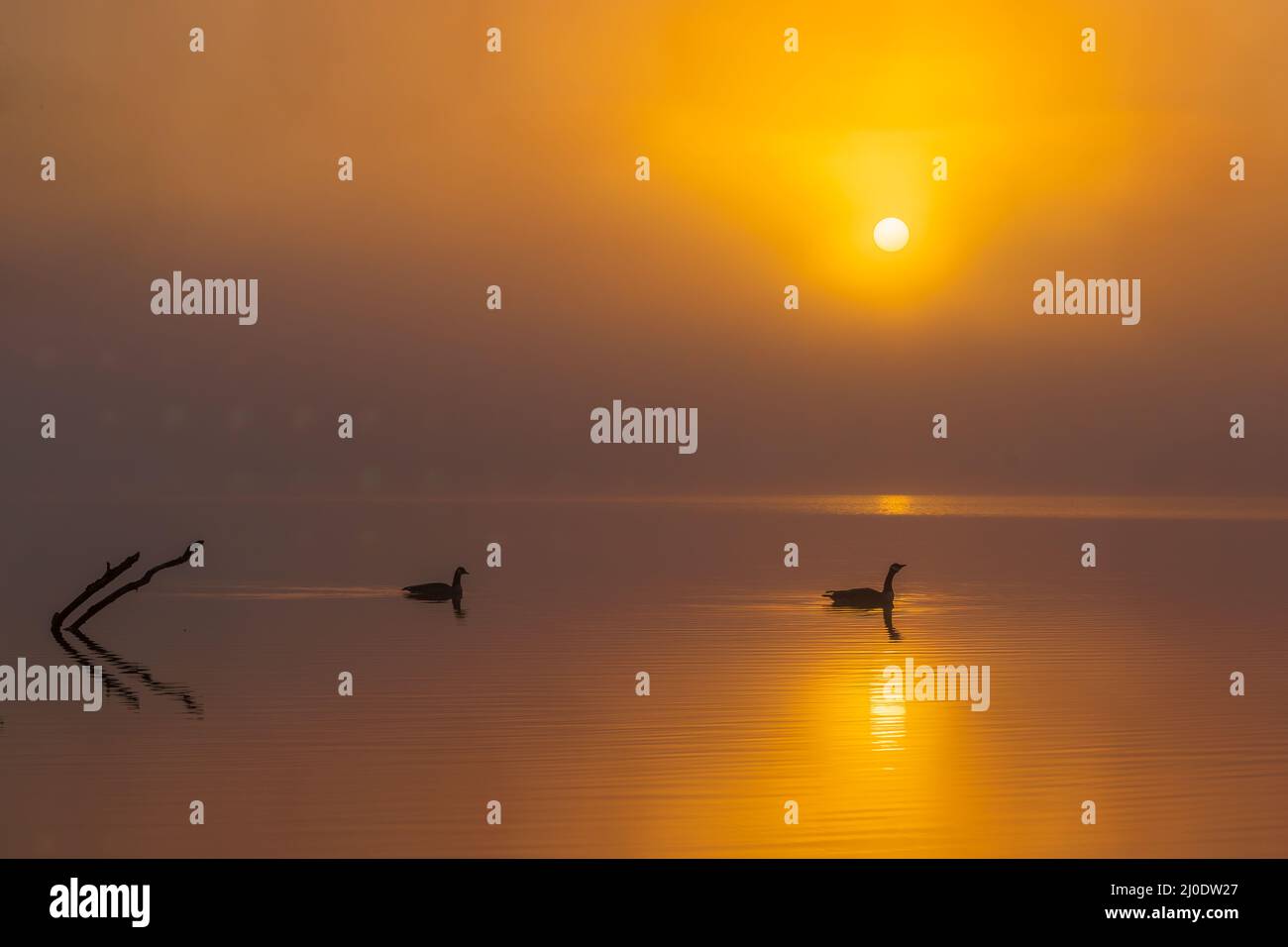 A pair of Canada Geese paddle silently across the calm surface of a lake as the sun rises on a foggy morning. Stock Photo